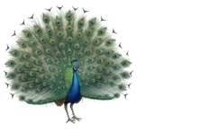 Vastraki Hero Mascot